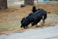 phoca_thumb_l_n_9247