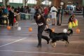 phoca_thumb_l_img_2219