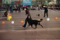 phoca_thumb_l_img_2221