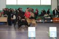 phoca_thumb_l_img_2241
