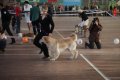 phoca_thumb_l_img_2252