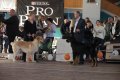 phoca_thumb_l_img_2285