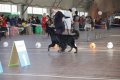 phoca_thumb_l_img_2340