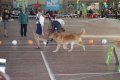 phoca_thumb_l_img_2429
