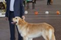 phoca_thumb_l_img_2433