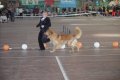 phoca_thumb_l_img_2461