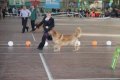 phoca_thumb_l_img_2466