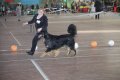 phoca_thumb_l_img_2506