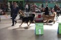 phoca_thumb_l_img_2533