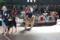 phoca_thumb_l_img_2582
