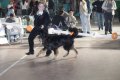 phoca_thumb_l_img_2648