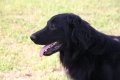 4--2009 Adonis Carnovia Silesia