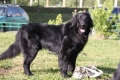 4-2009 Adonis Carnovia Silesia