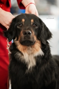 Gartsberg Aira - CAC, RES.CACIB, BEST FEMALE 25.01.2020