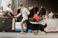 Gartsberg Aira - CAC, RES.CACIB, BEST FEMALE 25.01.2020