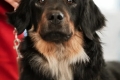 Gartsberg Aira - CAC, RES.CACIB, BEST FEMALE 25.01.2020