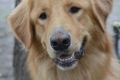 Juurusjarven Chester