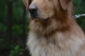 Juurusjarven Chester