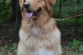 Juurusjarven Chester