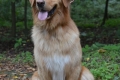 Juurusjarven Chester