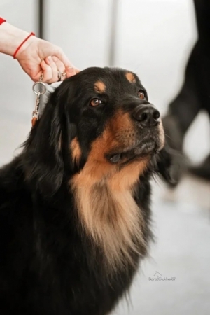 Hof Garc Elmar- CAC, CACIB, BEST MALE, BOS