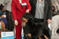 Hof Garc Elmar- CAC, CACIB, BEST MALE, BOS