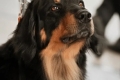 Hof Garc Elmar- CAC, CACIB, BEST MALE, BOS