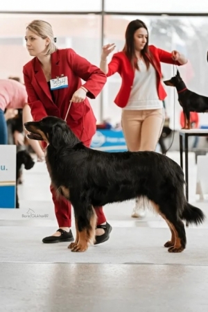 Hof Garc Elmira - CAC, CACIB, BEST FEMALE, BOB