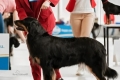 Hof Garc Elmira - CAC, CACIB, BEST FEMALE, BOB