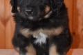 Hof Garc Frey Owner: Elena Orlova