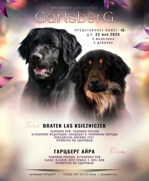 BRATEK LAS KSIEZNICZEK х GartsBerg Aira