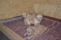 4 недели