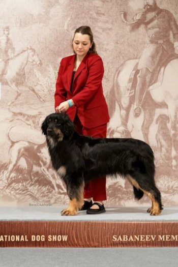 24.01. 2021 BEST FEMALE, 2 CACIB, 2 ЧРКФ, 2 BOB