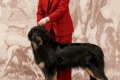 24.01. 2021 BEST FEMALE, 2 CACIB, 2 ЧРКФ, 2 BOB