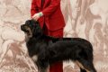 24.01. 2021 BEST FEMALE, 2 CACIB, 2 ЧРКФ, 2 BOB