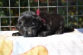 Черный мальчик фиолетовая лента 3 недели