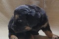 Черно-подпалая девочка 6 недель