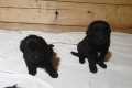 щенки ховаварта