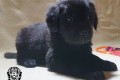 Черная девочка 4 недели