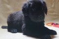 Черная девочка 6 недель