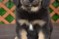 Черно подпалый мальчик без ленты 6 недель (ZTP 78)