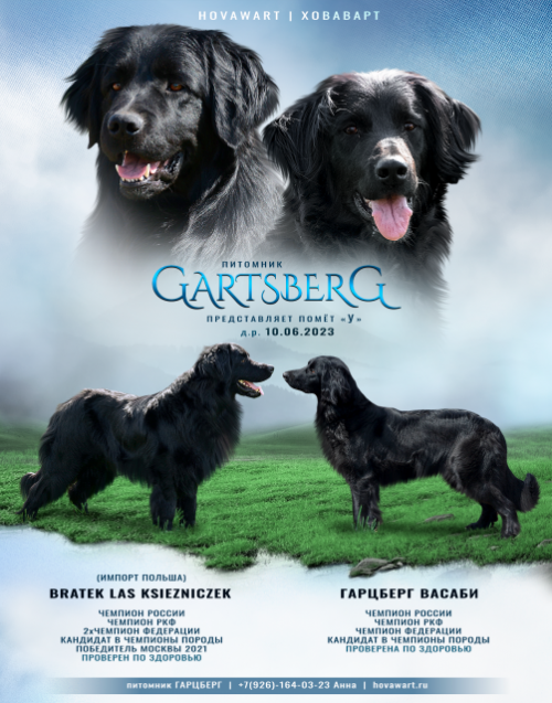 BRATEK LAS KSIEZNICZEK х GartsBerg Vasabi