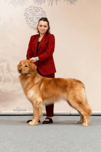 23.01.21 Лучший кобель ховаварт Памяти Л.П.Сабанеева 2021