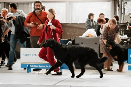 Gartsberg Villard- J.CAC, BEST JUNIOR MALE