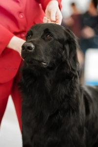 Gartsberg Villard- J.CAC, BEST JUNIOR MALE