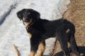 Gartsberg Viola(25.03.2019)