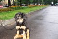 Хоф Гарц Гелла Хэлишь Бьюти