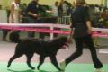 Hof Garc Reina_7.5m_первая-выставка_2