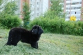 Хоф Гарц Вудгард