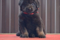 Gartsberg A 38 days girl red ribbon (Anahita)